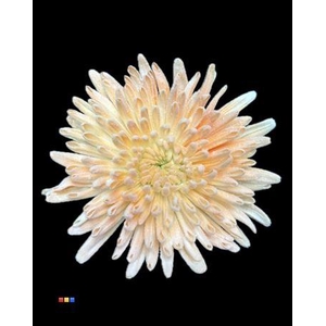 Chr G Ana Snow Apricot