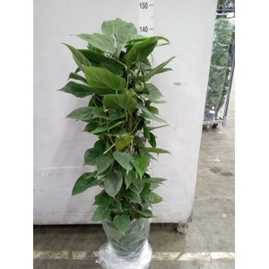 Philodendron scand.