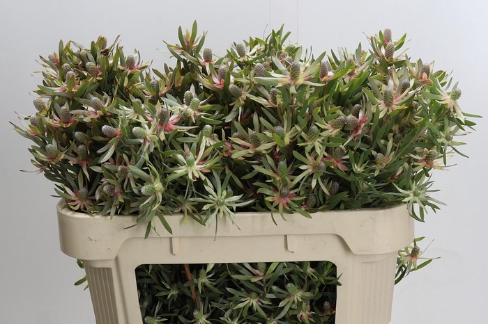 <h4>Leucadendron Ayoba Star Pearl</h4>