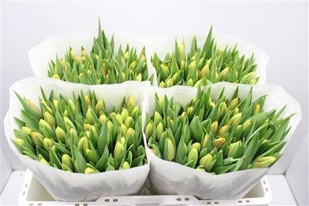 <h4>Tu En Leen Vd Mark</h4>