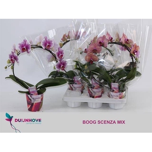 PHAL MIRROR MIX 2 TAK