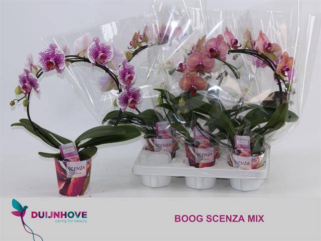 <h4>PHAL MIRROR MIX 2 TAK</h4>