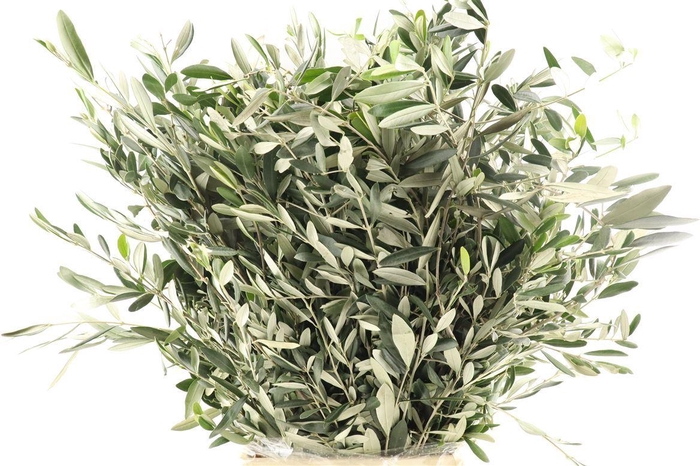 <h4>Olijf 300gr</h4>