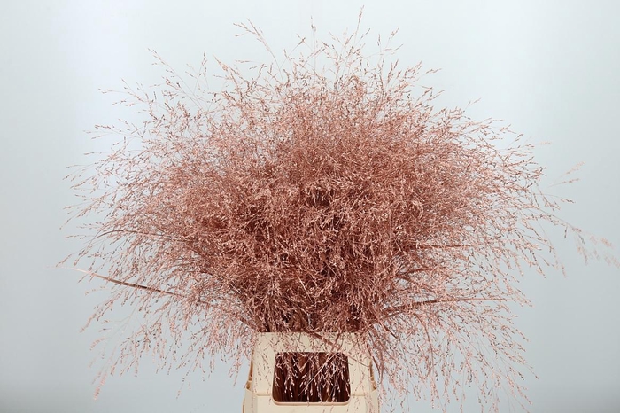 <h4>Panicum Kl Bh Koper</h4>