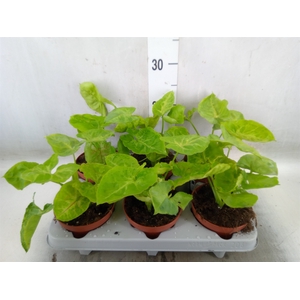 Syngonium   ...