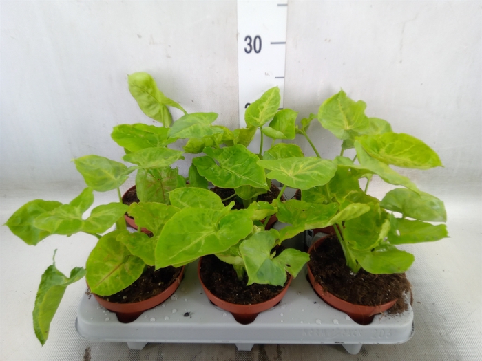 <h4>Syngonium   ...</h4>