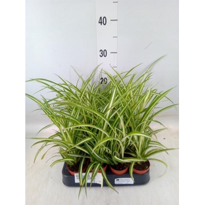 Chlorophytum cos. 'Atlantic'