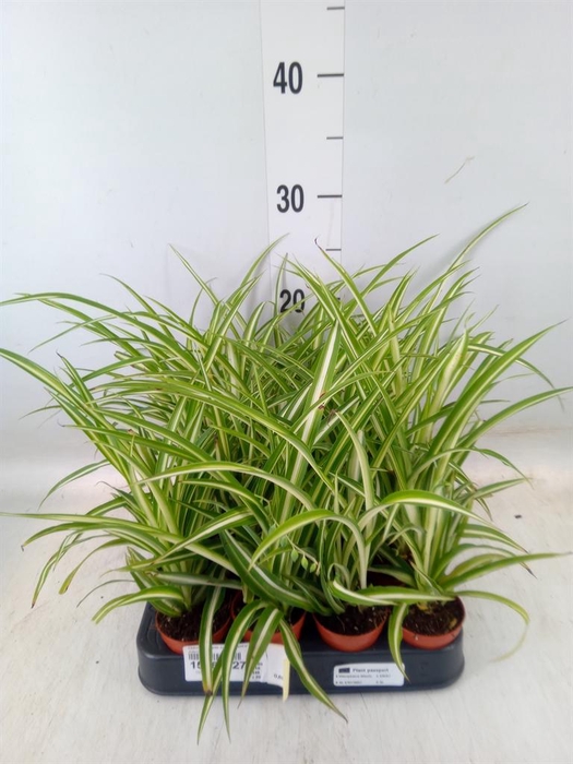 <h4>Chlorophytum cos. 'Atlantic'</h4>