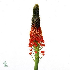BULBINELLA LATIFOLIA