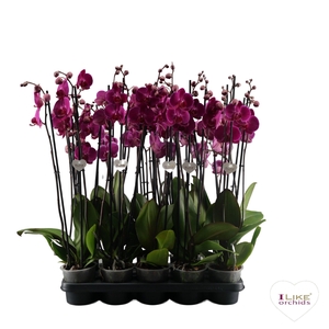 Phalaenopsis paars - 3 tak 70cm