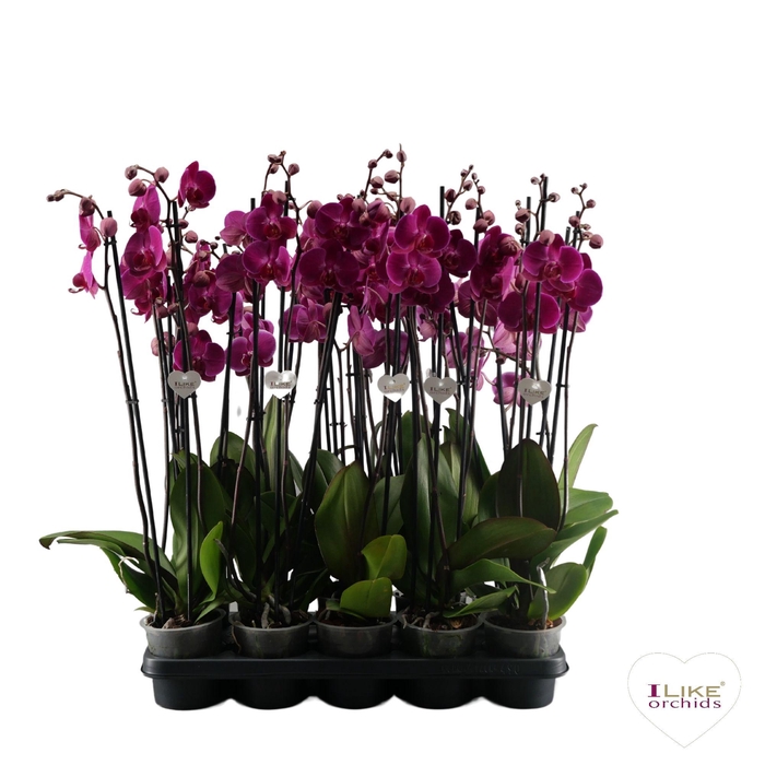 <h4>Phalaenopsis paars - 3 tak 60cm</h4>