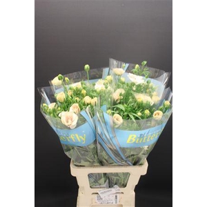 Ran Butterfly Keramos 70cm