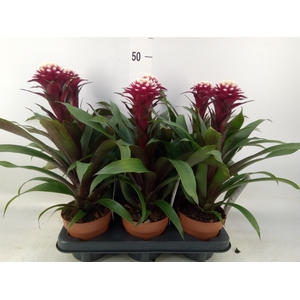 Guzmania  'Francesca'