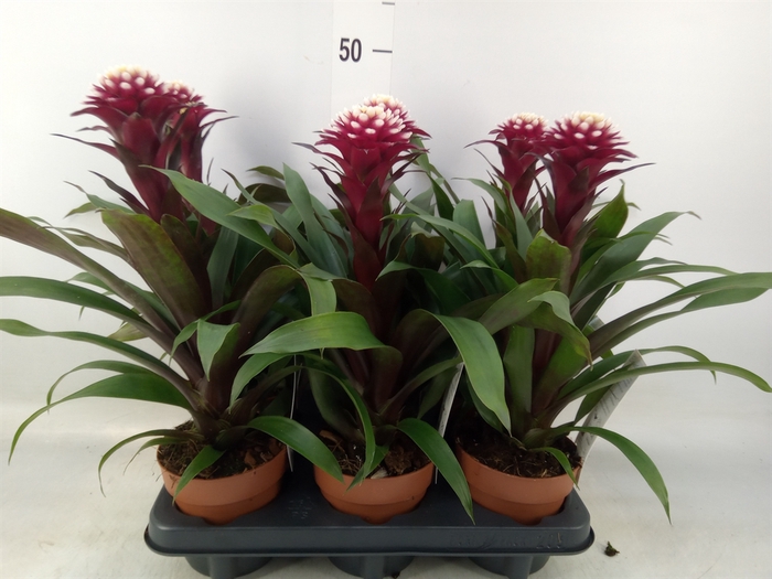 <h4>Guzmania  'Francesca'</h4>
