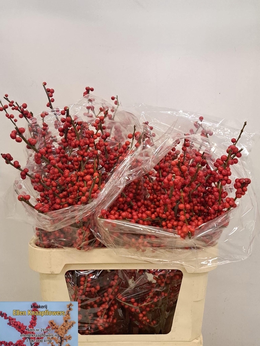 <h4>ILEX VE RODE BES</h4>