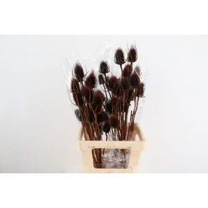 DF Dipsacus Brown Bs 130g