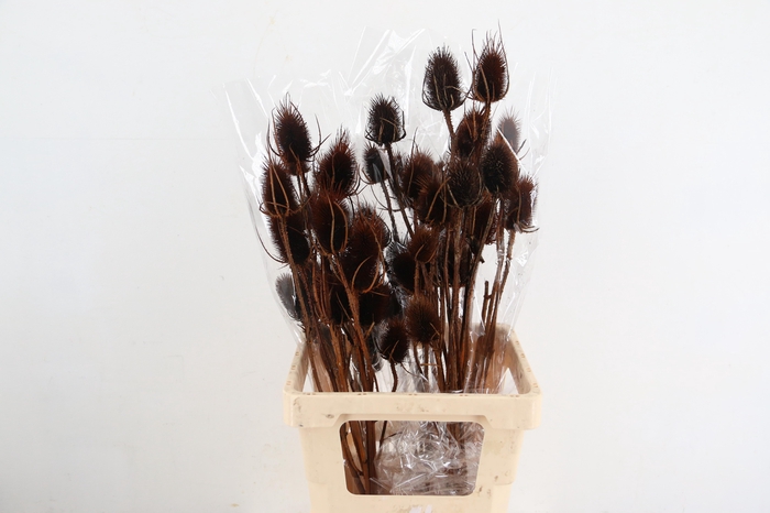 <h4>DF Dipsacus Brown Bs 130g</h4>