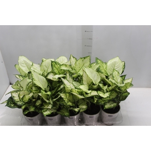 AGLAONEMA WHITE JOY P12