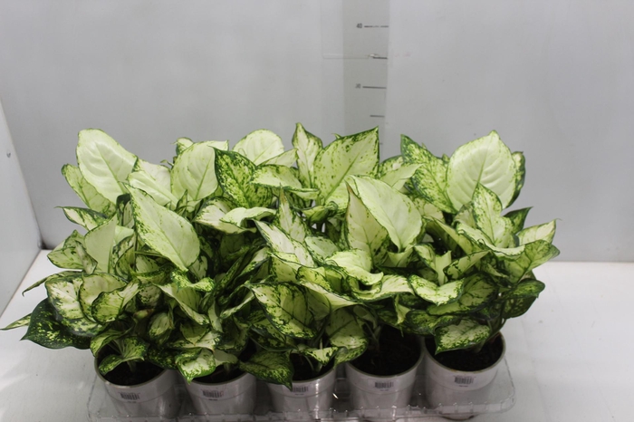 <h4>AGLAONEMA WHITE JOY P12</h4>