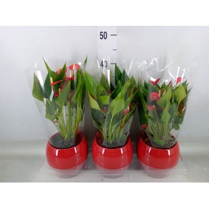 Anthurium andr. 'Mill Flowers Red'
