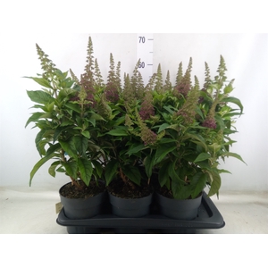 Buddleja davidii 'Butterf CL Ruby'