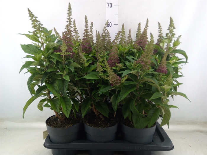 <h4>Buddleja davidii 'Butterf CL Ruby'</h4>