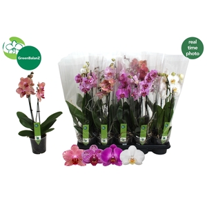 PHAL GEM