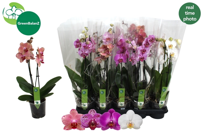 <h4>PHAL GEM</h4>