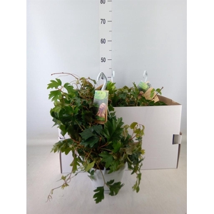Cissus rhombifolia 'Ellen Danica'