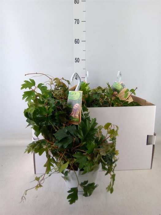 <h4>Cissus rhombifolia 'Ellen Danica'</h4>
