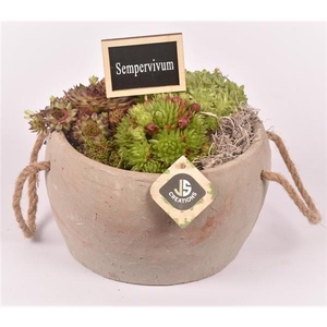 Arrangementen Sempervivum 6%