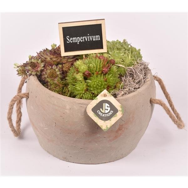 <h4>Arrangementen Sempervivum 6%</h4>