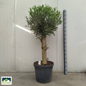 OLEA EUROPAEA