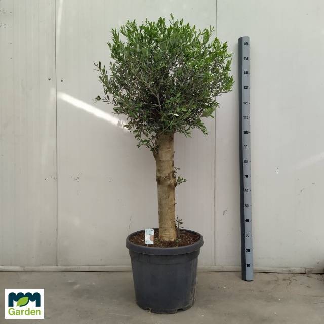 <h4>OLEA EUROPAEA</h4>