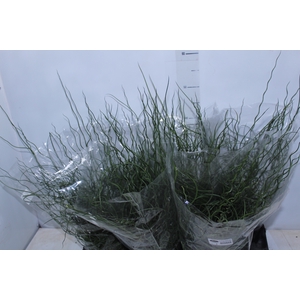 JUNCUS SPIRALIS P15