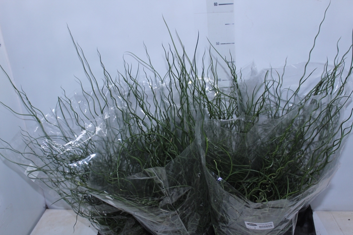 <h4>JUNCUS SPIRALIS P15</h4>