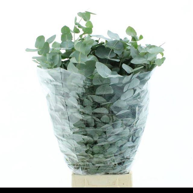 <h4>EUC CINEREA PER BOS</h4>