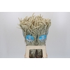 Amaranthus Yearming Desert
