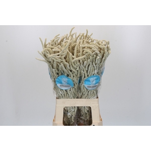 Amaranthus Yearming Desert