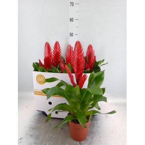 Vriesea 'Style'