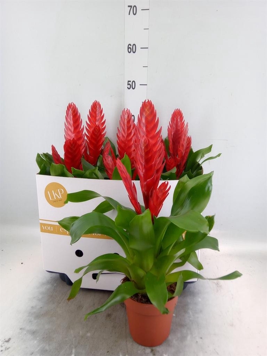 <h4>Vriesea  'Style'</h4>