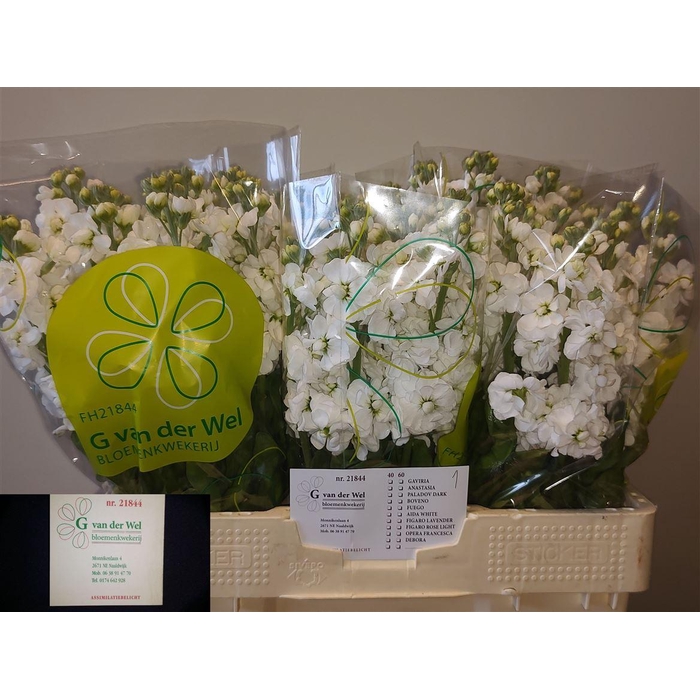 <h4>Matth Aida White</h4>