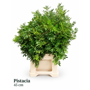 PISTA OV BLAD BS