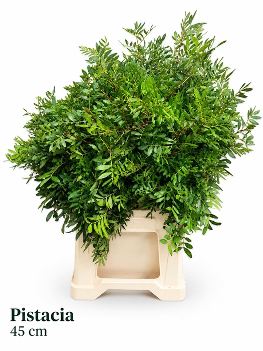 <h4>PISTA OV BLAD BS</h4>