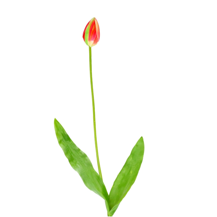 <h4>Tulipa 66cm</h4>