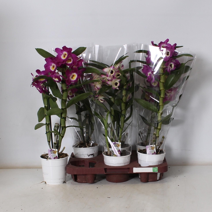 <h4>DEND NOBILE</h4>