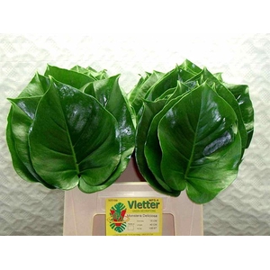 MONSTERA BLAD