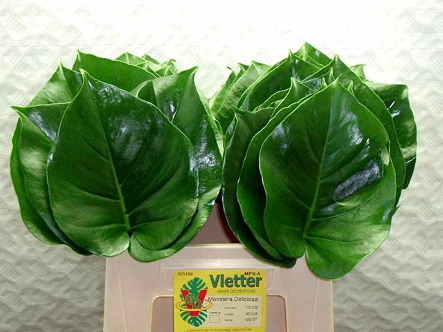 MONSTERA BLAD