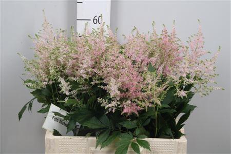 <h4>Astil Ja Europa</h4>