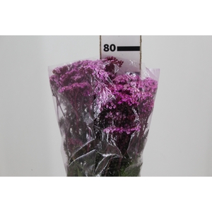 ACHILLEA MILLEFOLIUM PINK TINTURADA 060 CM